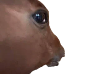 cheval horse uma musume umamusume regard quoi oeil