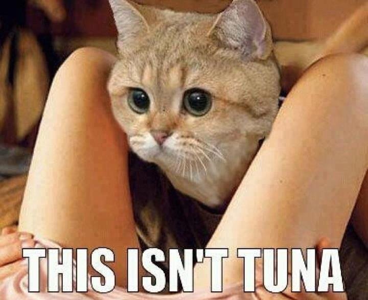 pussy vagina teuch toutes tuna pescado thon fish odor deg trash pikaboo gift regalo katz