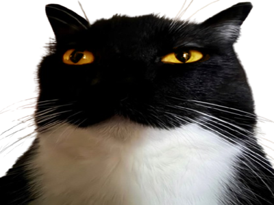 chat mignon uni maxwell