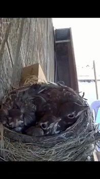 avale dej goute midi pred plat dine yum gobe meal 4h slurp hungry eagle faucon