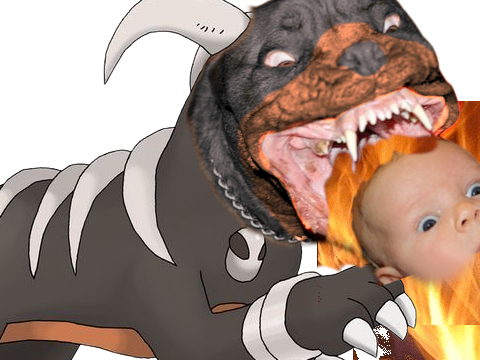 pitbull demolosse pokemon vlt kalos-sud kalos marlou pupuce