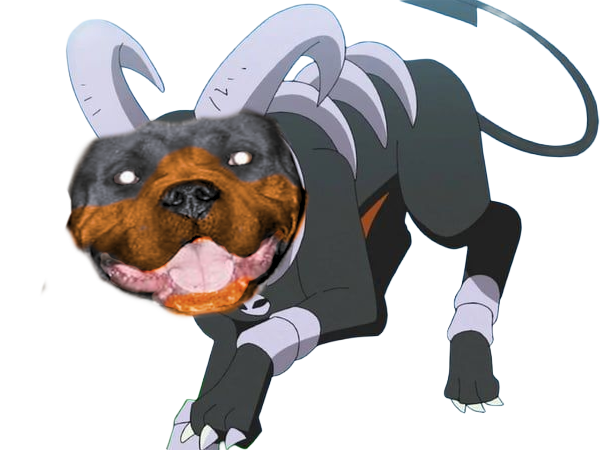 pitbull demolosse pokemon vlt kalos-sud kalos marlou pupuce