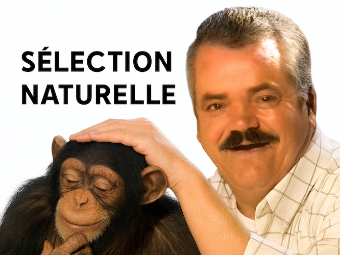 selection naturelle risitas singe issou aya ahi ayao