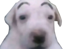meme-dog