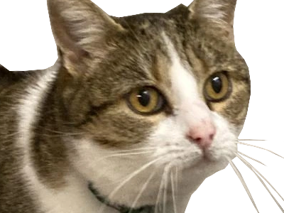 chat marmotte poker face tete maredioa