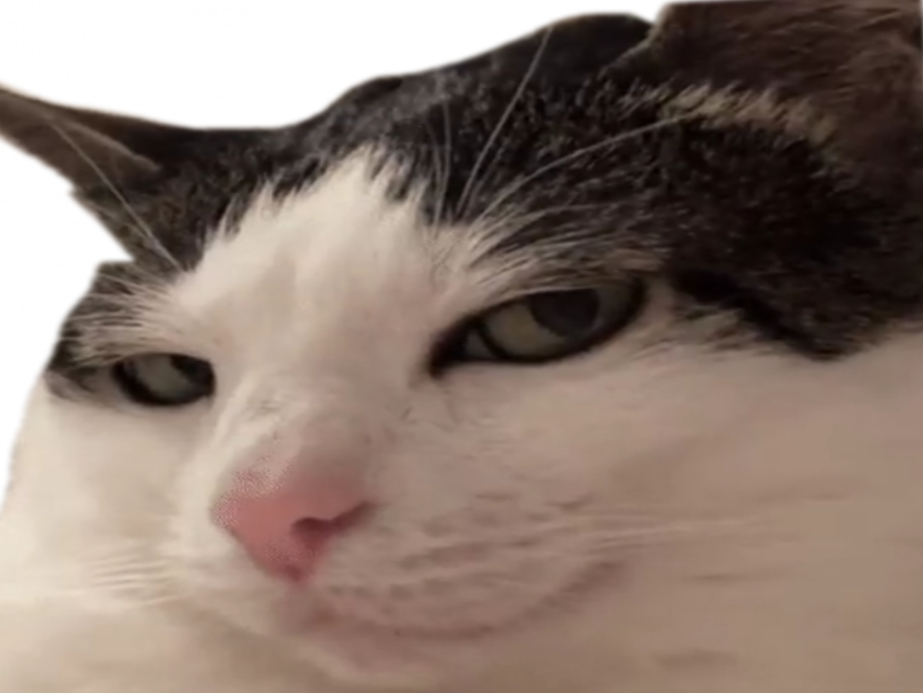 chat etonne etonner etonnement suspect suspicieux question