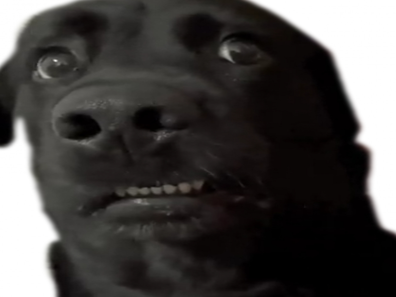 malaise chien genant cringe