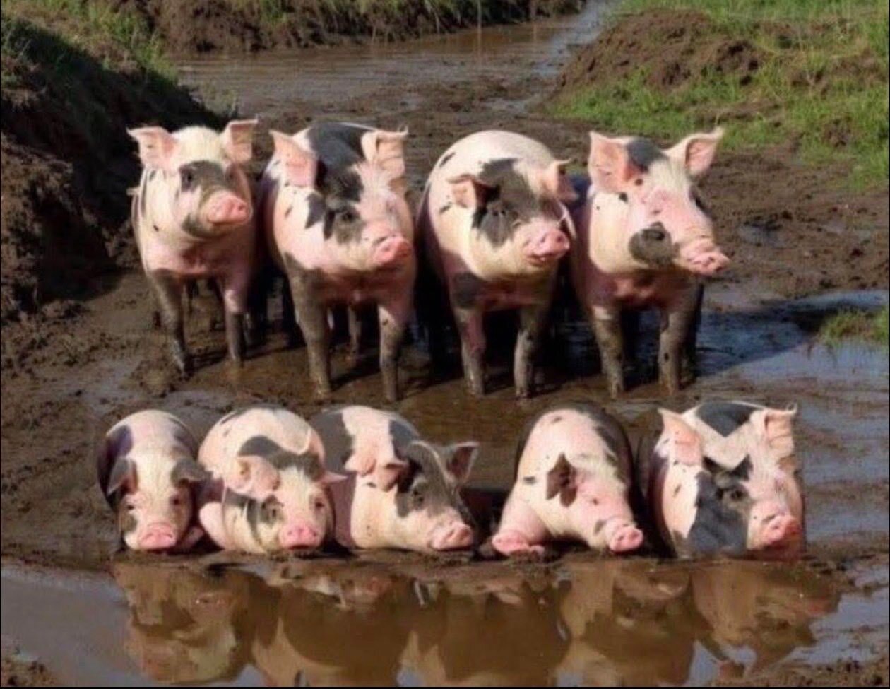 islam religion paix pet arabe musulman qlf maghreb cochon porc boue