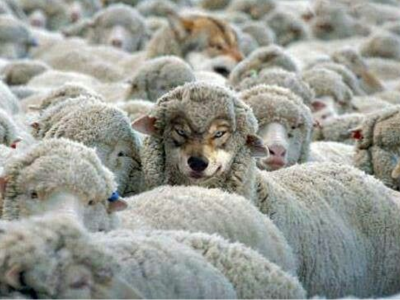 loup dans la bergerie mouton moutons