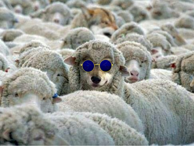 loup dans la bergerie mouton moutons lunettes bleues