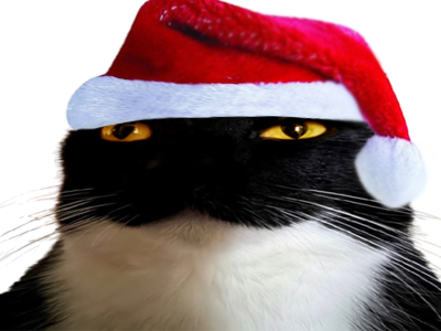 chat mignon uni maxwell de noel