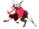 chien-ballon-football-foot-jouer-mordre-angleterre-bull-dog