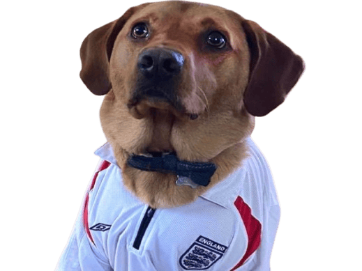 chien labrador gros yeux mignon cute triste pitie pleure larme angleterre