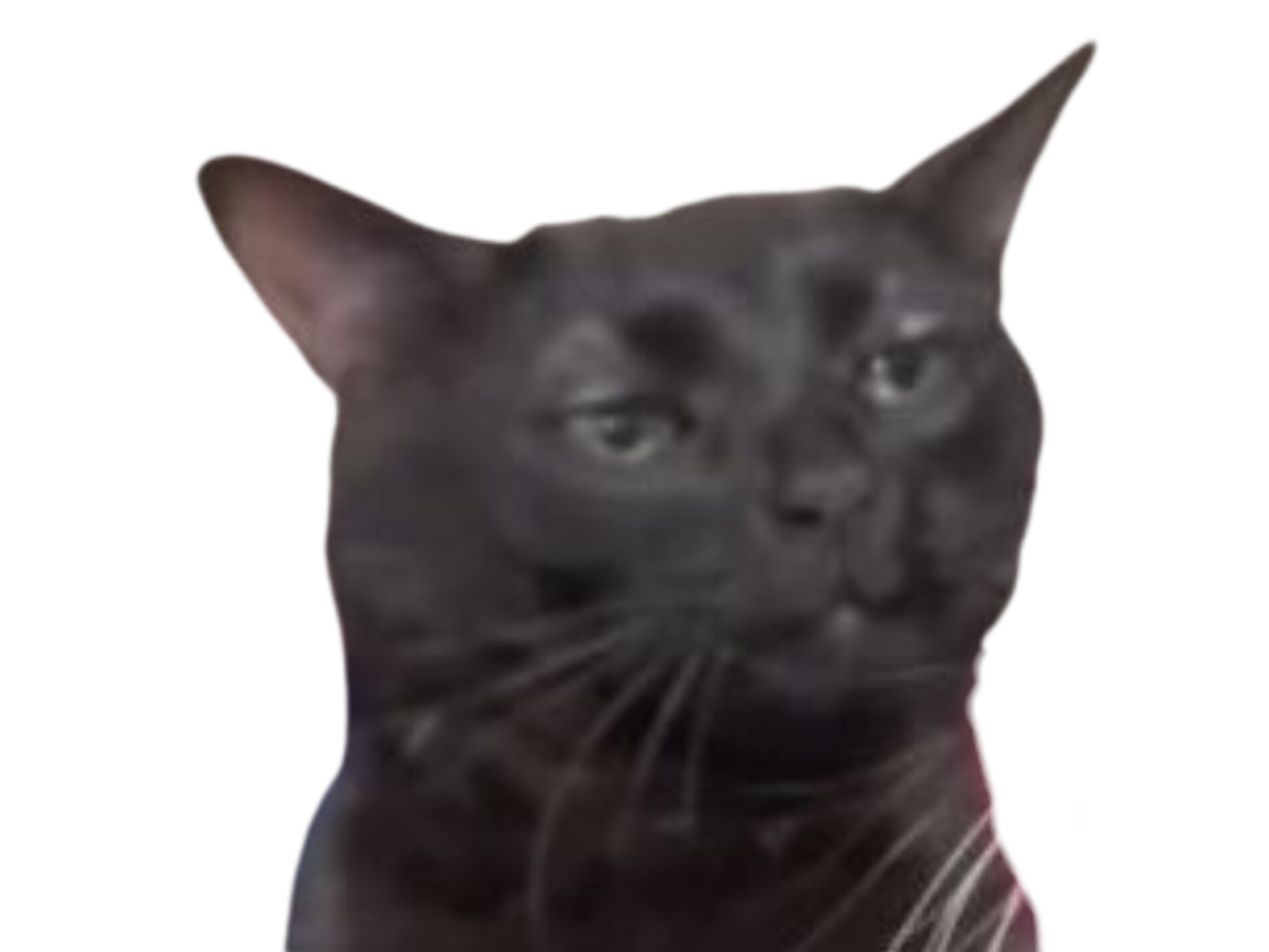 chat noir black cat zoning out absent deconnecte osef