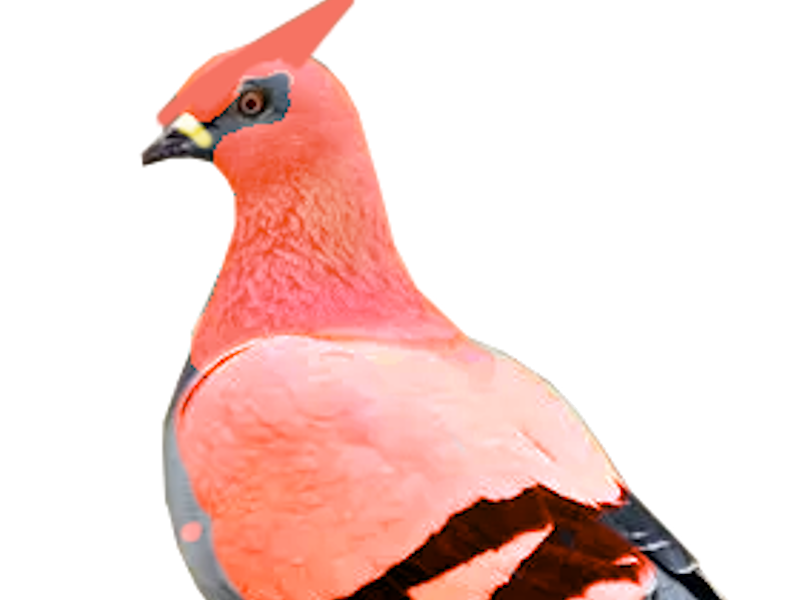 flambusard talonflame pokemon nintendo moupe 6g feu vol pigeon flammes