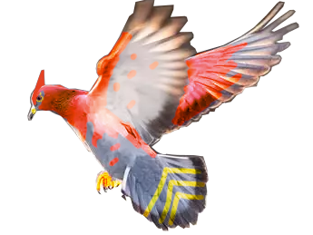 flambusard pigeon talonflame cui-cui