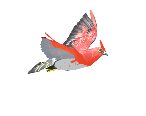 flambusard talonflame cui-cui pigeon