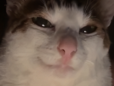 nyah mao miaou meow gato nigga doubt duda hum arf quizz loco tarax susp pff