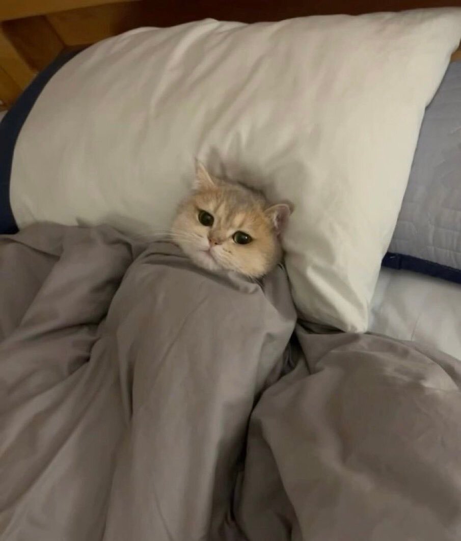 katz gato meow zen miaou chillax repos pause rest nap sofa bed ronfle rever sueno