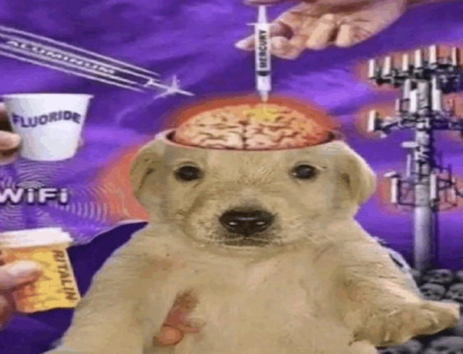 chien mignon cerveau vaccin dose dosed lab laboratoire wifi fluoride ritalin aluminium cobaye