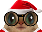 chat-lunette-chatlunette-noel-observer-regarder-regard-hagard-silence-grosyeux