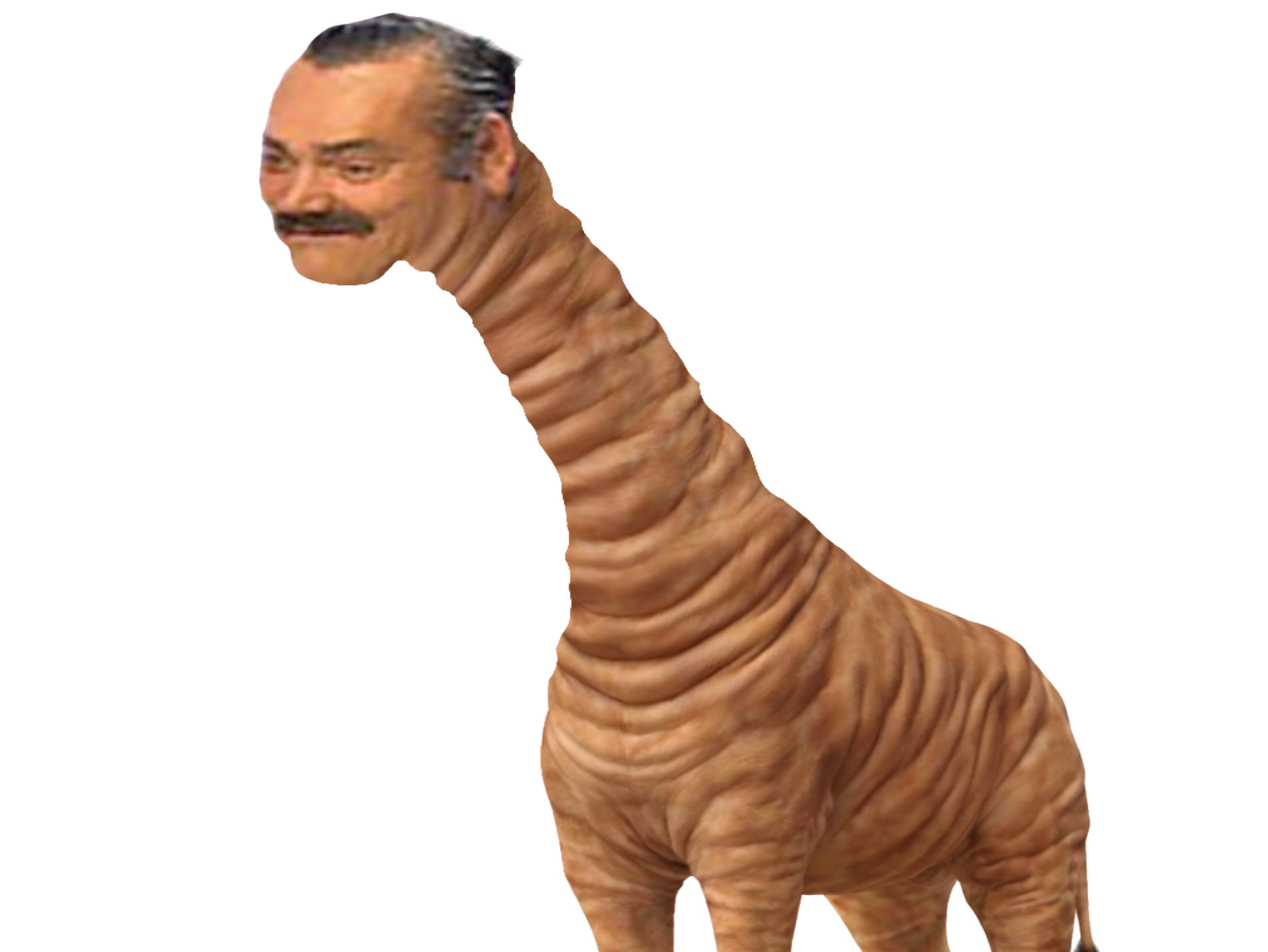 risigirafe risitas girafe ahi aya ayaho ataoy tres long cou corps animal savane