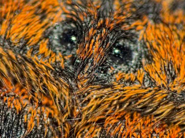 araignee maredioa spider yeux regard mignon