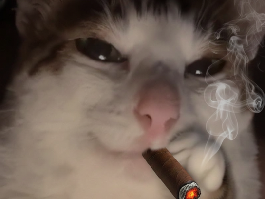 chat fume cigare mignon