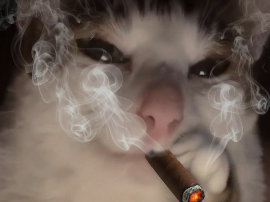 chat cigare fume fumee mignon