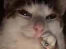 chat-cat-suspect-bizarre-tarax-mignon-fume-clope