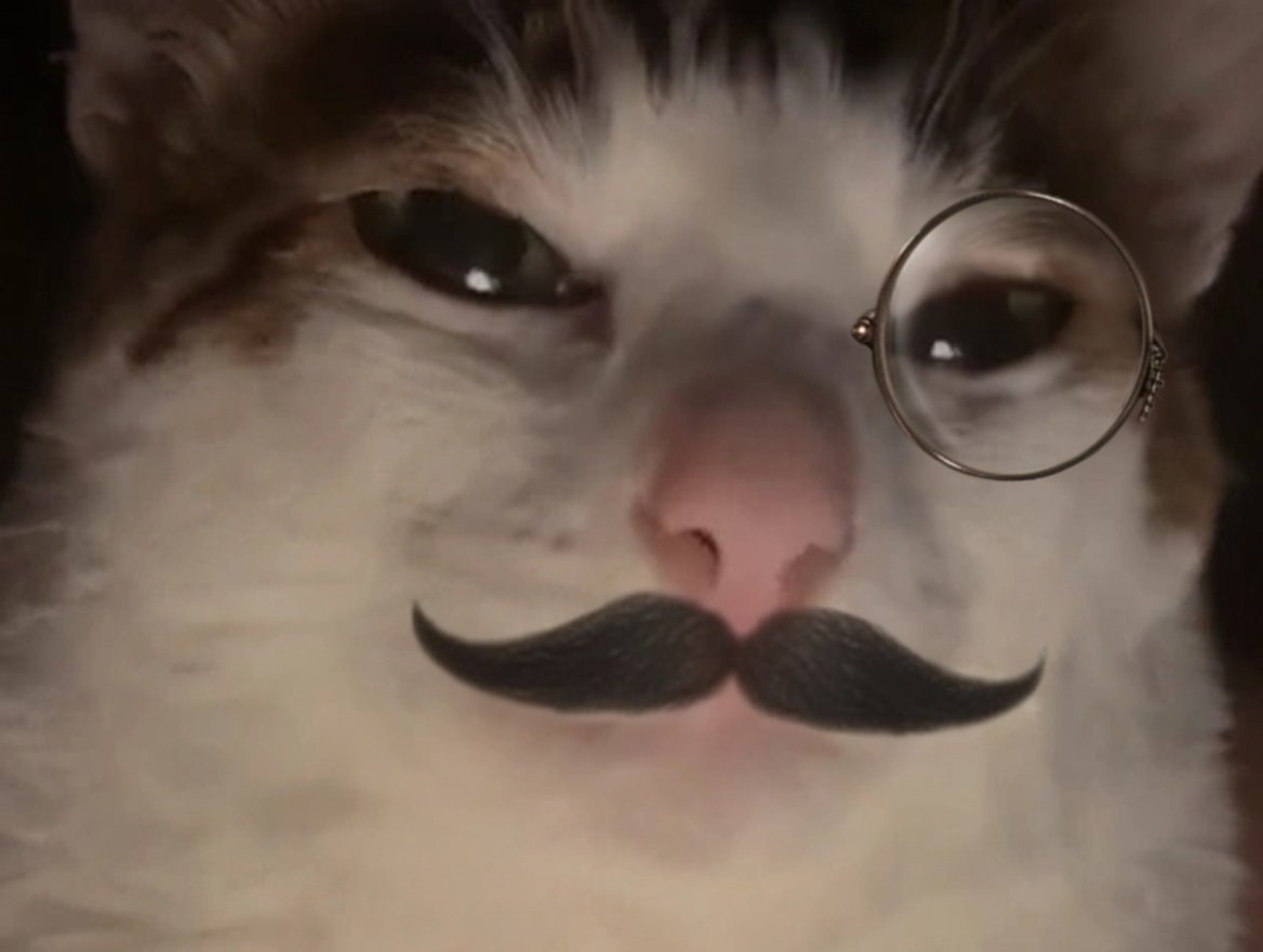 chat cat suspect bizarre tarax mignon