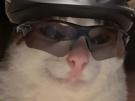 chat-cat-suspect-bizarre-tarax-mignon-cycliste-velo