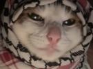 chat-cat-suspect-bizarre-tarax-mignon-keffieh-palestine-terroriste-arabe-qlf
