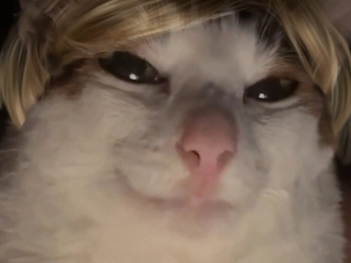 chat cat suspect bizarre tarax mignon