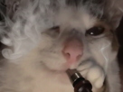 chat-mignon-chicha-fume-fumee