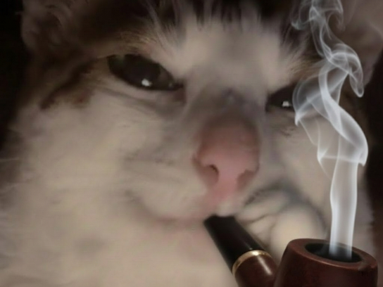 chat fume pipe fumee mignon