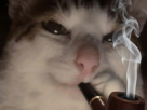 chat-fume-pipe-fumee-mignon