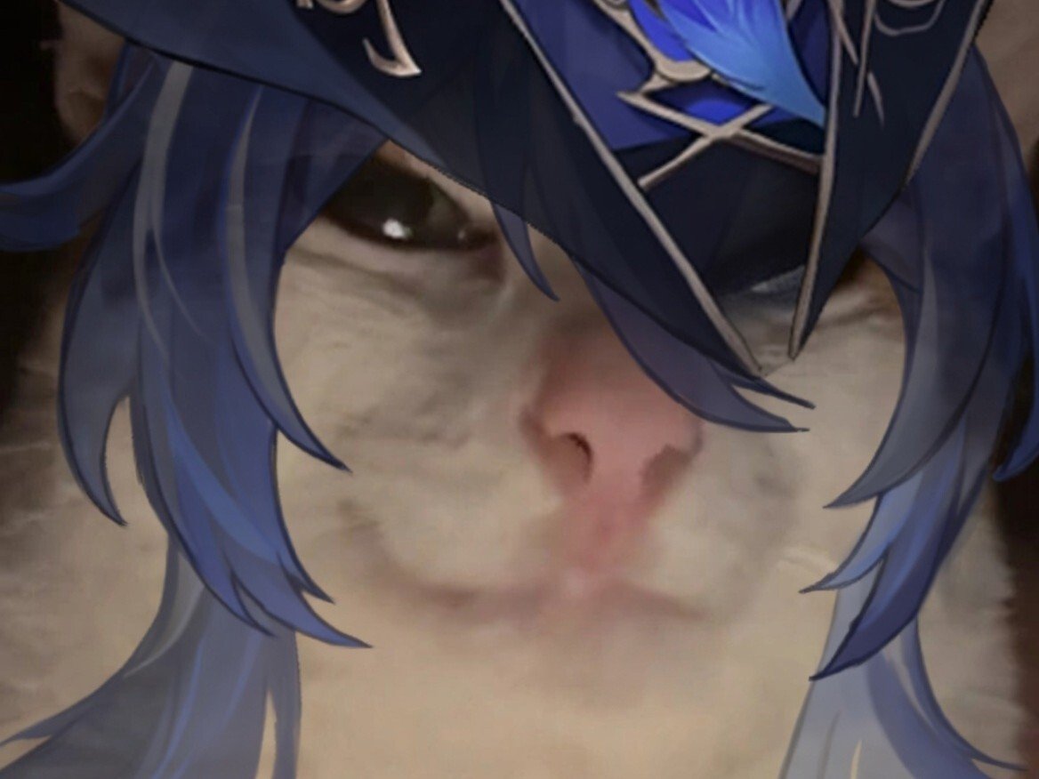 chat cat suspect bizarre tarax mignon clorinde