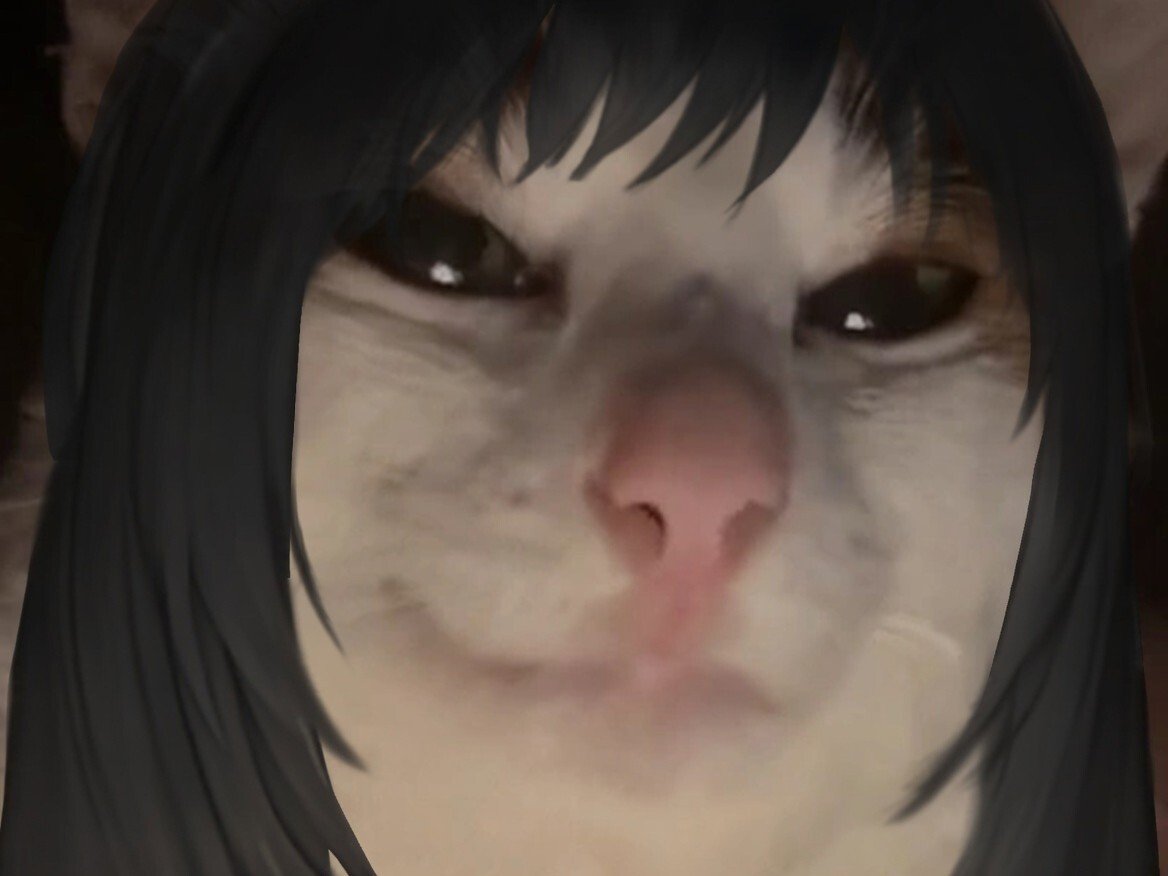 chat cat suspect bizarre tarax mignon