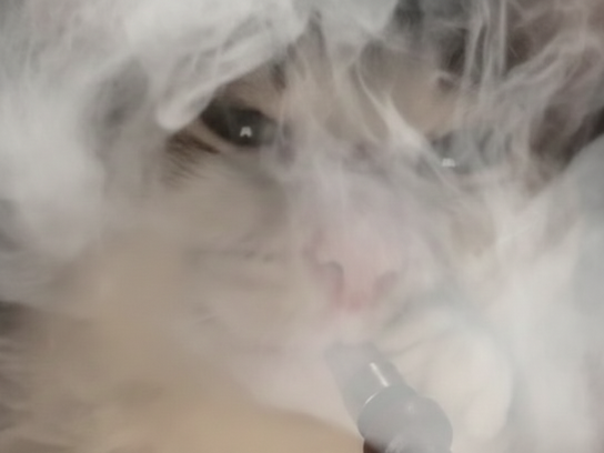 chat chicha fumee fume mignon chichat