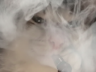 chat-chicha-fumee-fume-mignon-chichat