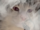 chat-defonce-fumee-chicha-chichat