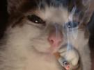 chat-cat-suspect-bizarre-tarax-mignon-fume-clope
