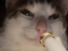 chat-anneau-precieux
