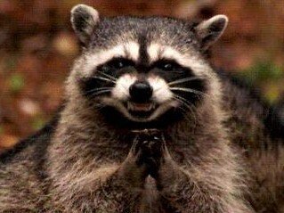 racoon raton laveur plan keikaku fourbe diablolique machiavelique