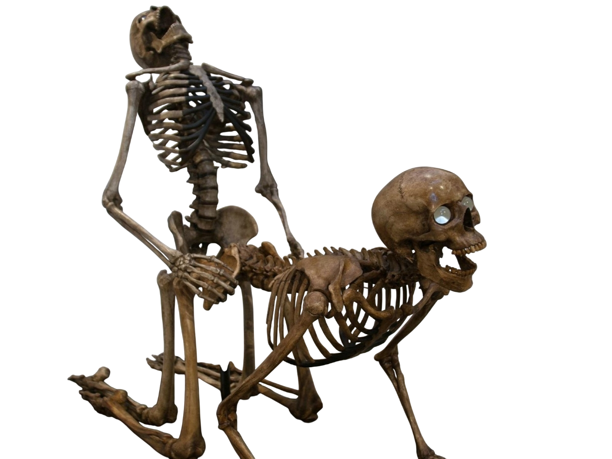 squelettes fige amour mort cash in plaisir eternel