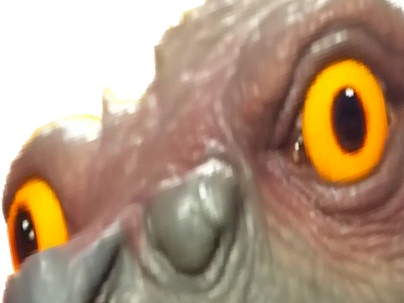 chocorat rongeurcacaote sourischocolatee