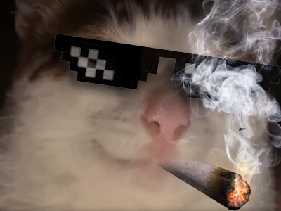 chat cat suspect bizarre tarax mignon thug life