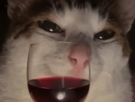 chat-cat-suspect-bizarre-tarax-mignon-verre-vin-maredioa