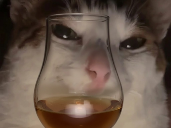 chat whisky mignon
